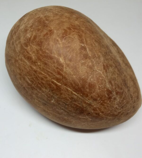 Pure Dirghaanshi Dried Sabut Coconut, Sukha Nariyal, Gola, Gut, Git, Khopra Sabut (1 Pec) ? Natural Herbal & Spiritual Product ? Natural Herbal & Spiritual Product