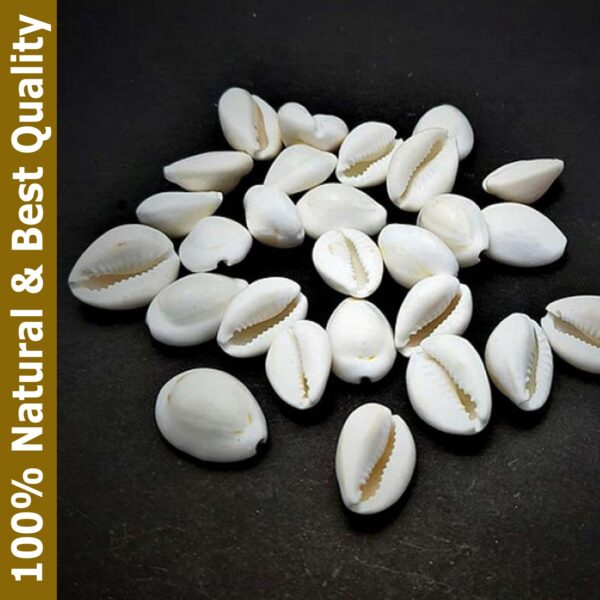 Pure Dirghaanshi White Kawdi, Kawri, Kaudi, Kowdi, Cowrie, Koudi Shankh Stoneware Yantra/Sea Shell For Money Laxmi And Diwali Pooja (Set Of 11 Pec) ? Natural Herbal & Spiritual Product ? Natural Herbal & Spiritual Product